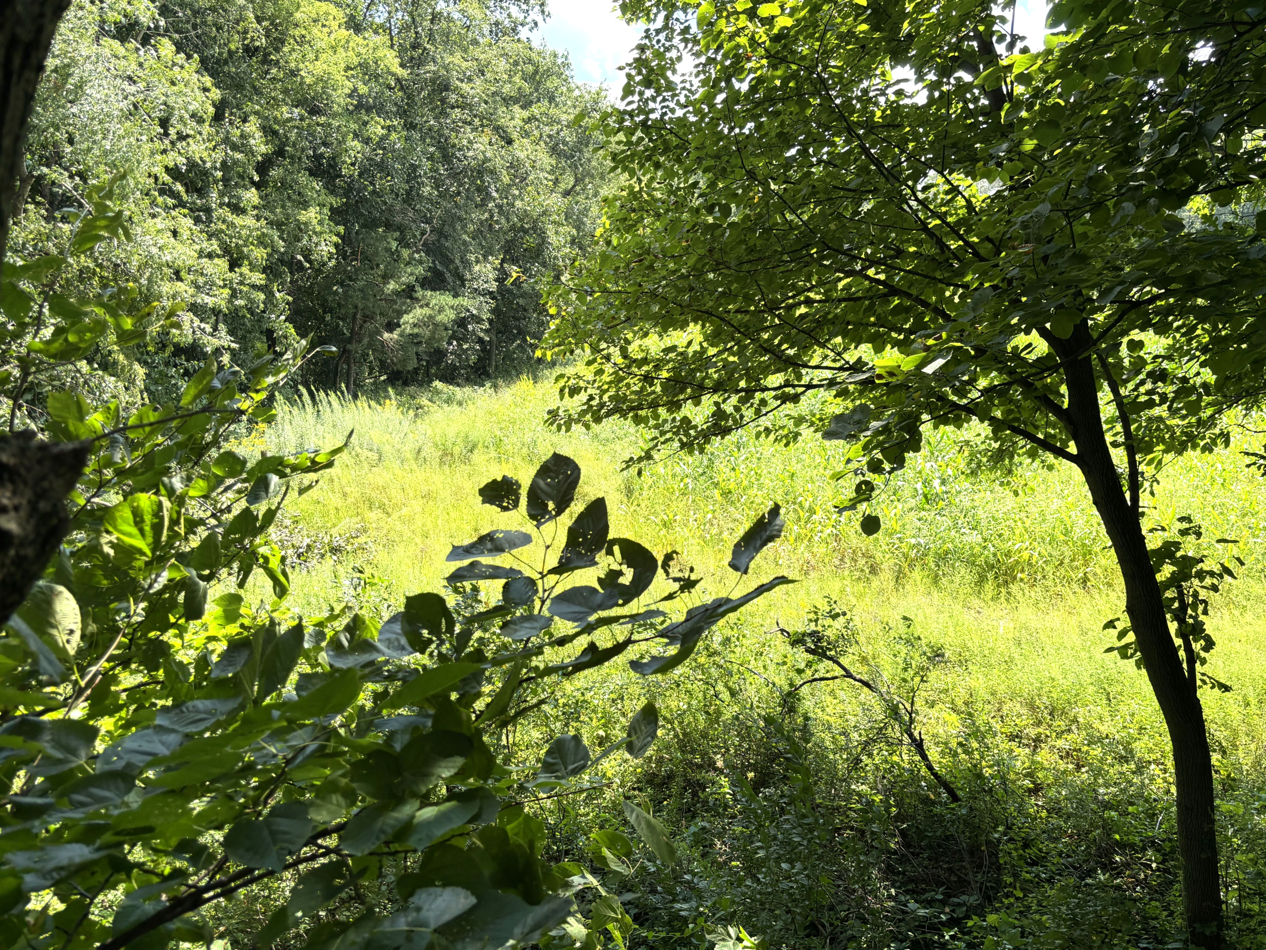 Listing Photo: hunting land for sale